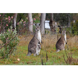 Two Eastern Grey Kangaroos standing in a paddock, one with a joey in its pouch.