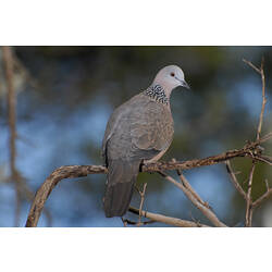 A bird, a Spotted Turtle-dove, perched on a branch and looking around.