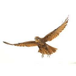 A Brown Falcon in flight, wings outstretched against a white background.