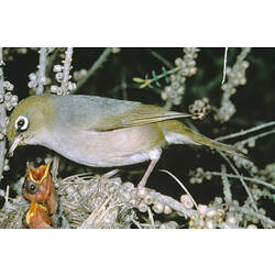 A bird, the Silvereye, with young birds in a nest.