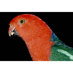 The head/shoulders of an Australian King-Parrot
