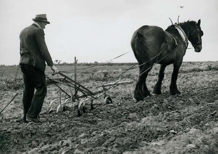 Man using a cultivator being drawn by a single horse.