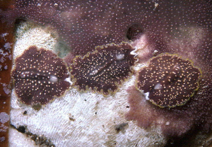 Three flatworms on a tunicate colony.