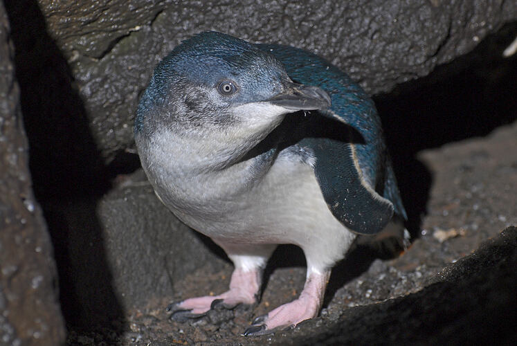 A Little Penguin, standing on a rock.