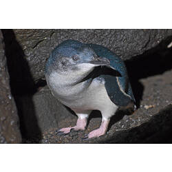 <em>Eudyptula minor</em>, Little Penguin