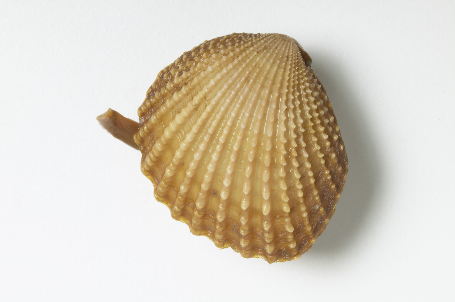 Neotrigonia margaritacea (Lamarck, 1804), Common Brooch Shell