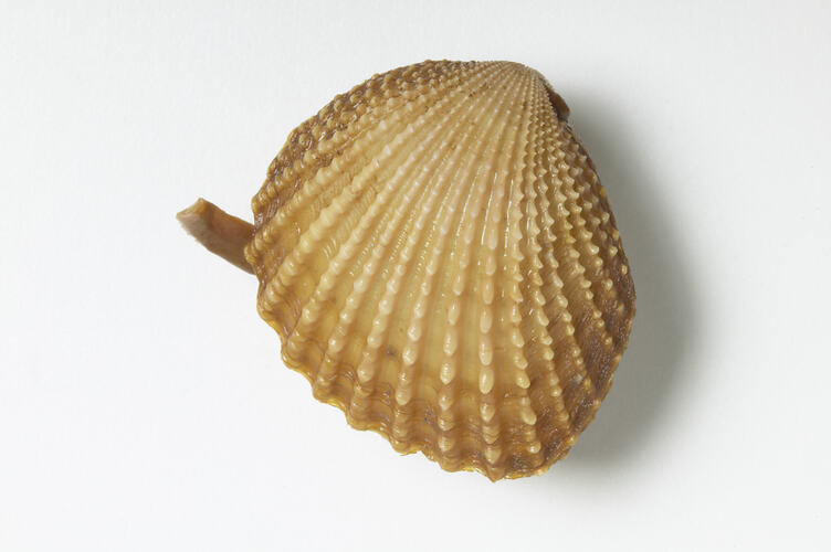 Exterior of bivalve shell, siphon visible.