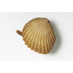 <em>Neotrigonia margaritacea</em> (Lamarck, 1804), Common Brooch Shell