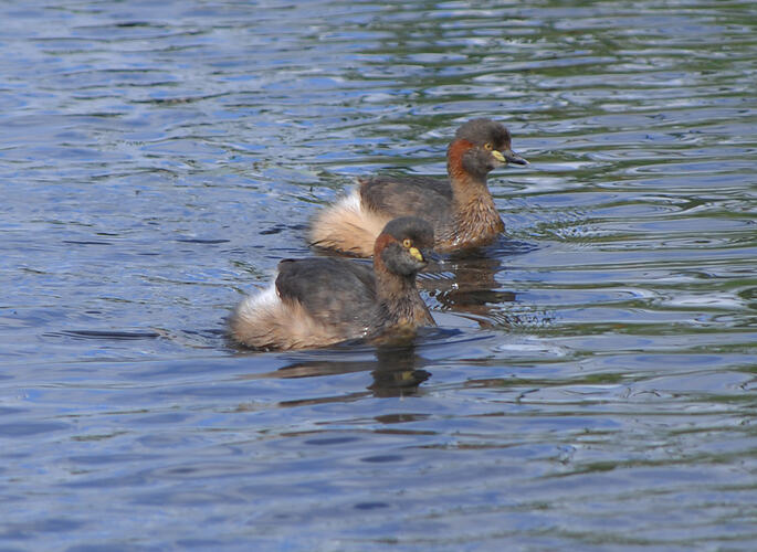 Two birds, Australasian Grebes, on the surface of the water.