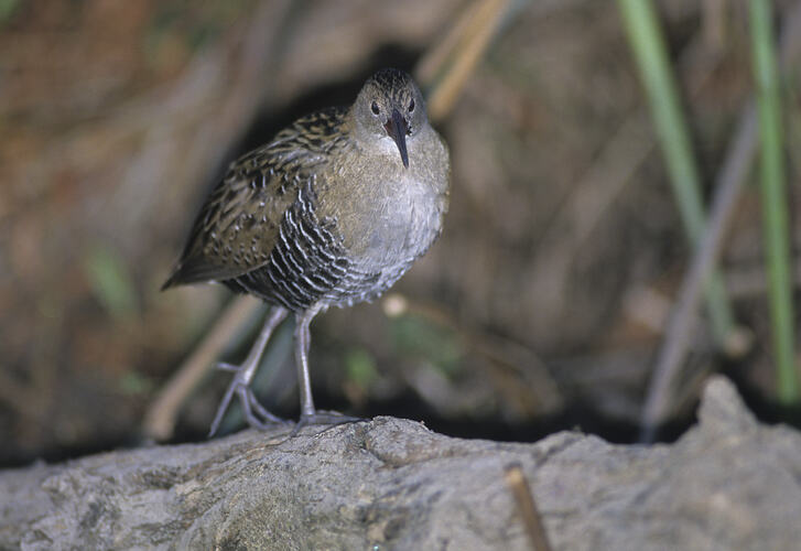 A bird, the Lewin's Rail, walking on the ground at night.