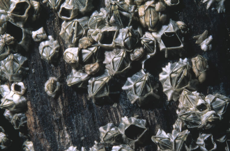 Secret Four-plated Barnacles clustered on a wooden pile