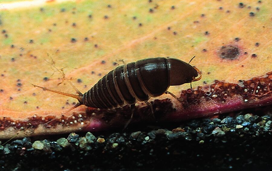 Hygrobiidae, Screech Beetle larva