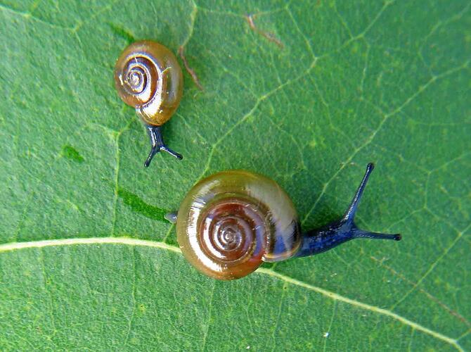 Two Garlic Snails on a leaf.