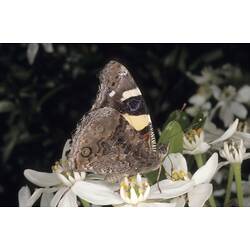 <em>Vanessa itea</em> (Fabricius, 1775), Yellow Admiral Butterfly