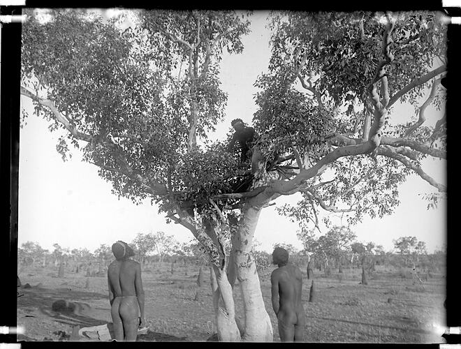 Warumungu men at a tree grave, Tennant Creek, Central Australia, 1901