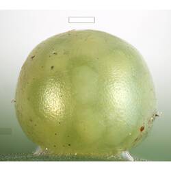 Spherical green egg.