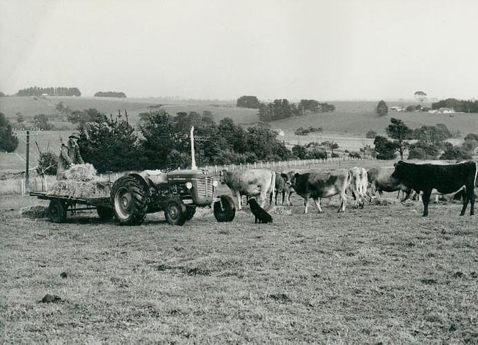 Man feeding a herd of dairy cows in a field, with a black dog looking on.
