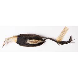 Dry bird skin specimen with labels.