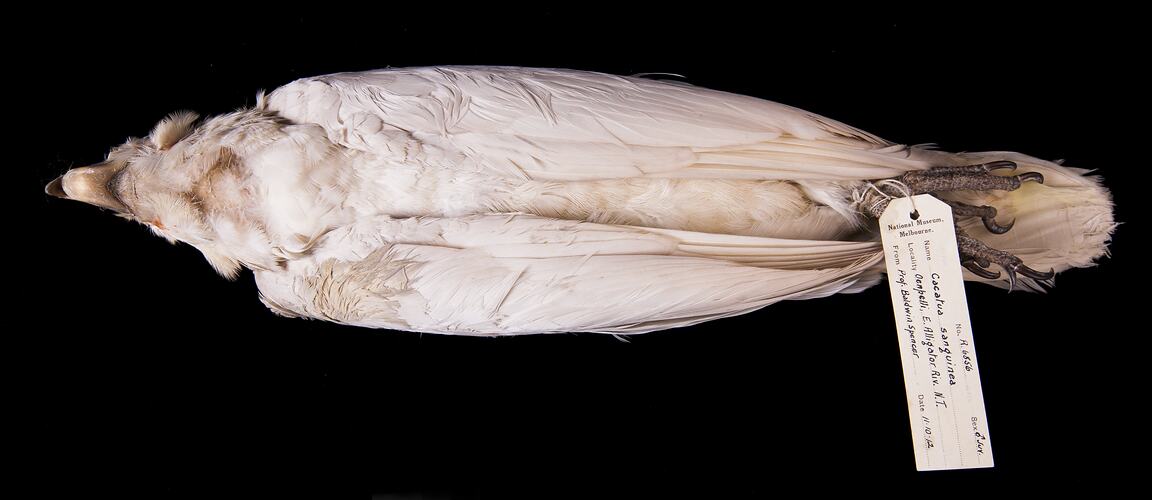 Dry bird skin specimen with labels.