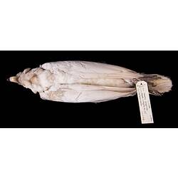 Dry bird skin specimen with labels.