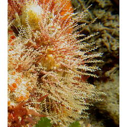 Detail of hydroid colony.