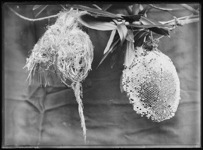 Two round bees nests suspended from branch.