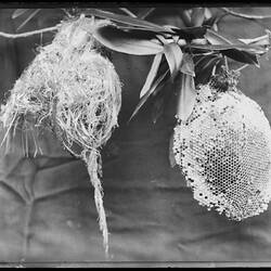 Glass Negative - 'Hanging Nest & Bee Honeycomb', by A.J. Campbell, Australia, circa 1900