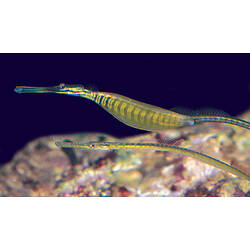 Two pipefish in front of rock.