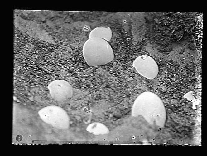 Seven eggs in mound.