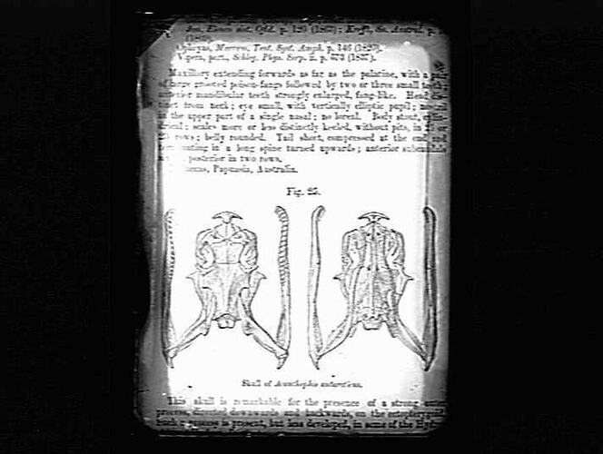 Book page showing illustration of snake skulls.