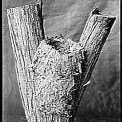 Glass Negative - Nest of the White Headed Tree Runner, by A.J. Campbell, Australia, circa 1895