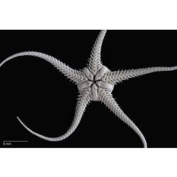 Brittle star with almost round central disc and five narrow arms, ventral view.