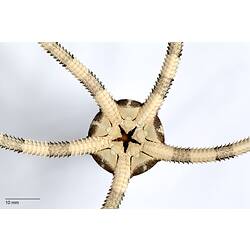 Ventral view of cream-coloured brittle star with brownish bands on arms.