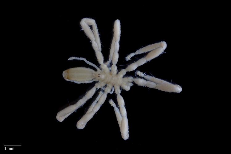 Ammothella biunguiculata, Sea spider