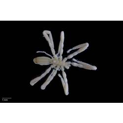 Ammothella biunguiculata, Sea spider