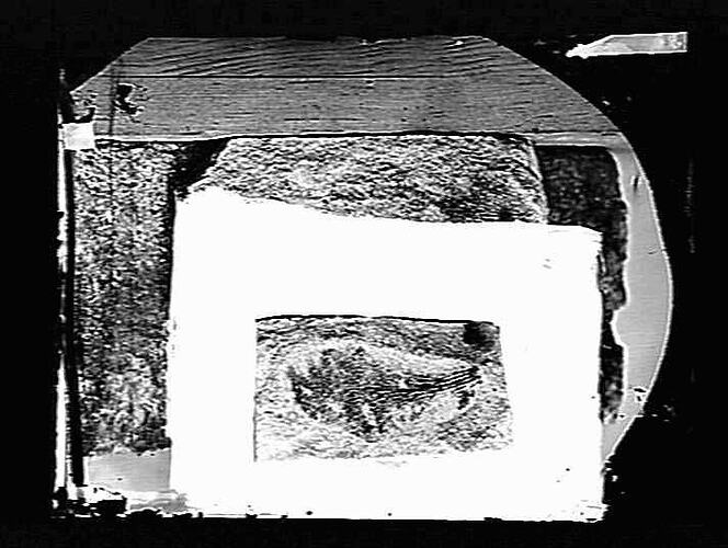 Glass Negative Fossil, Gastropod, by A.J. Campbell, Australia, circa 1900