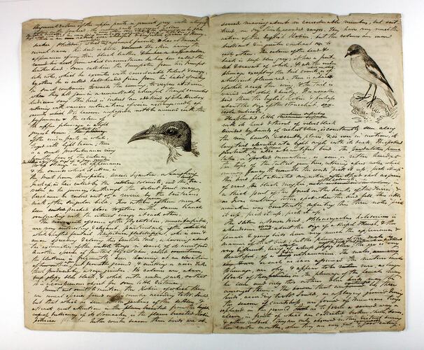Pages 2 and 3 of a handwritten and illustrated letter.