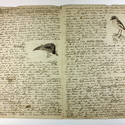 John Cotton, English Migrant, Ornithologist & Artist (1801-1849)