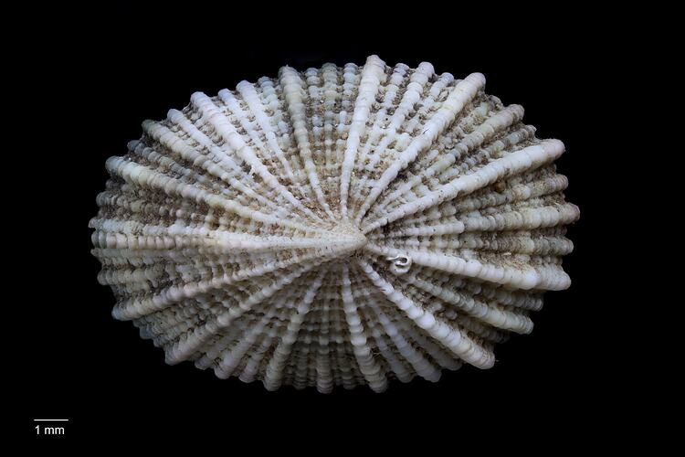 Dorsal view of limpet shell with obvious thick ribs.
