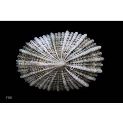 Dorsal view of limpet shell with obvious thick ribs.