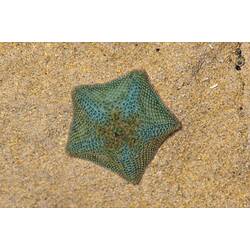 Blue-green, pentagonal seastar on sand.