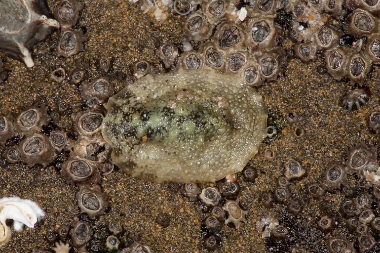 <em>Onchidella patelloides</em>, Ocean Beach Slug. Bunurong Marine National Park, Victoria.