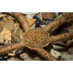 <em>Ophiomyxa australis</em>, brittle star. Portsea, Port Phillip, Victoria.