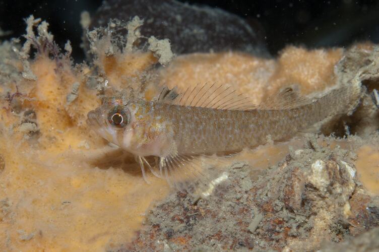 <em>Trinorfolkia clarkei</em>, Clark's Threefin. Mornington Jetty, Port Phillip, Victoria.