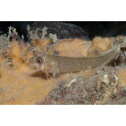 <em>Trinorfolkia clarkei</em>, Clark's Threefin. Mornington Jetty, Port Phillip, Victoria.