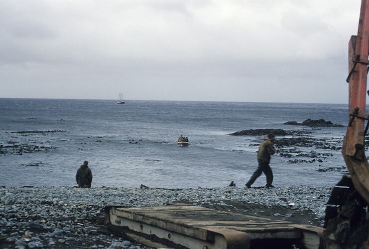 Patinella, Buckles Bay, Macquarie Island, Tasmania, Dec 1959