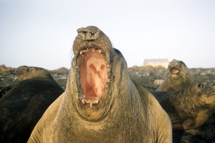 Seal with open mouth.
