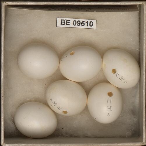Six bird eggs with specimen labels in box.