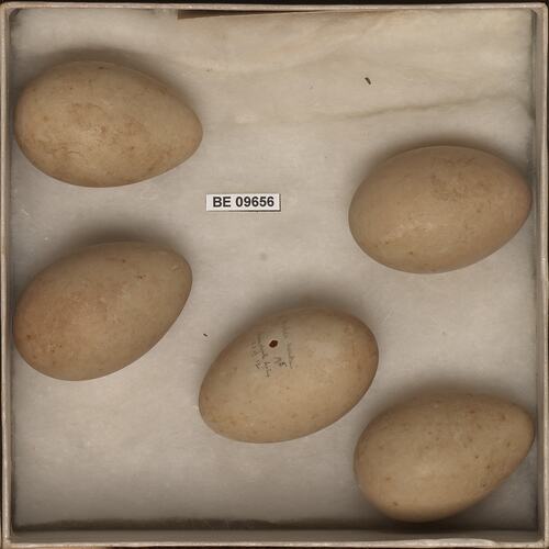 Five bird eggs with specimen labels in box.