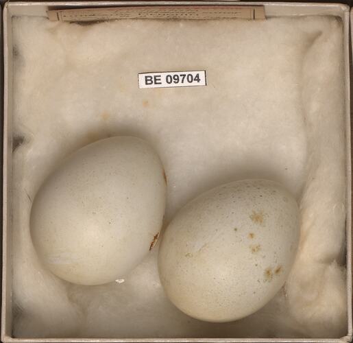 Two bird eggs with specimen labels in box.